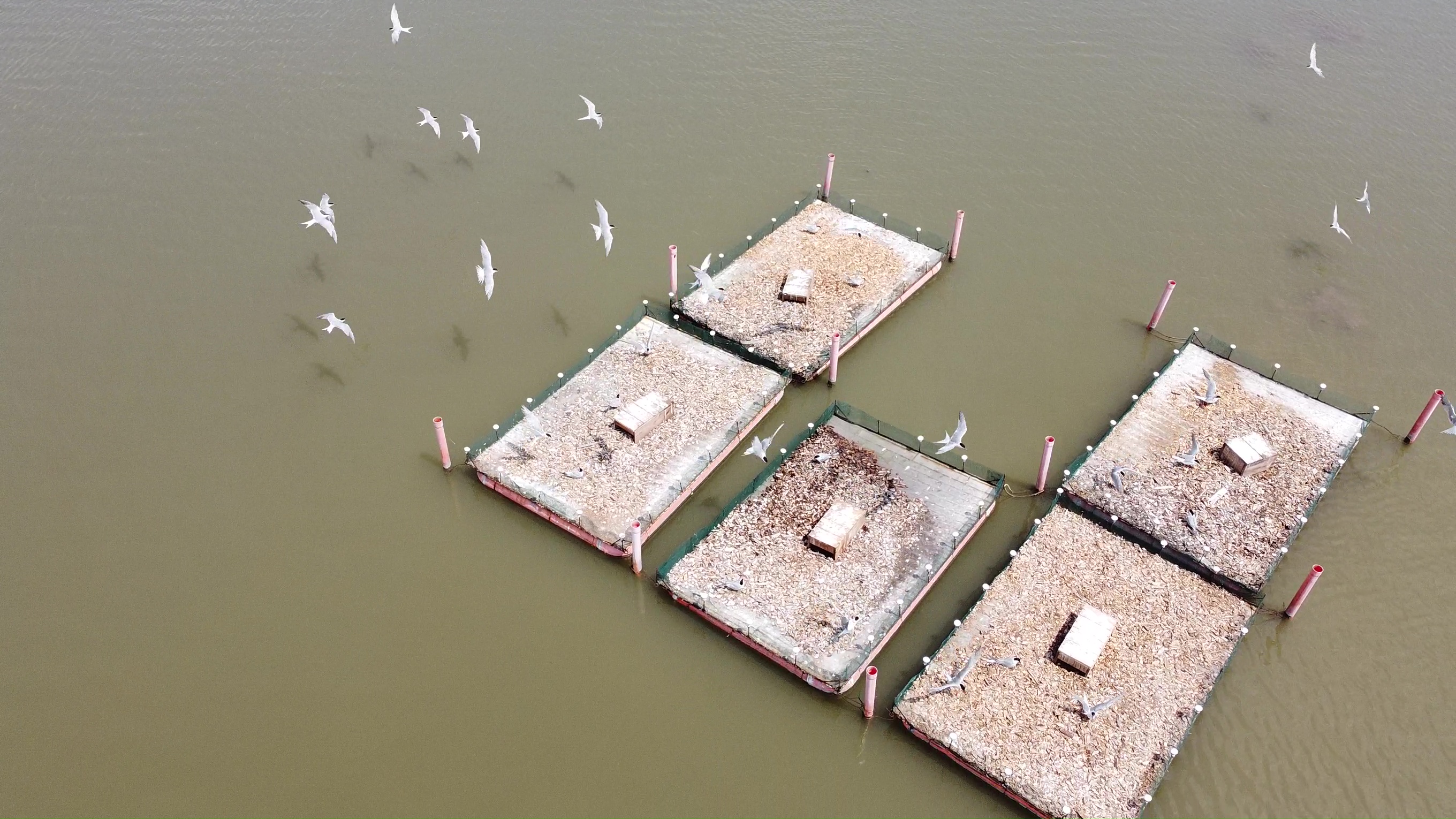 Bird nesting on floating rafts monitoring