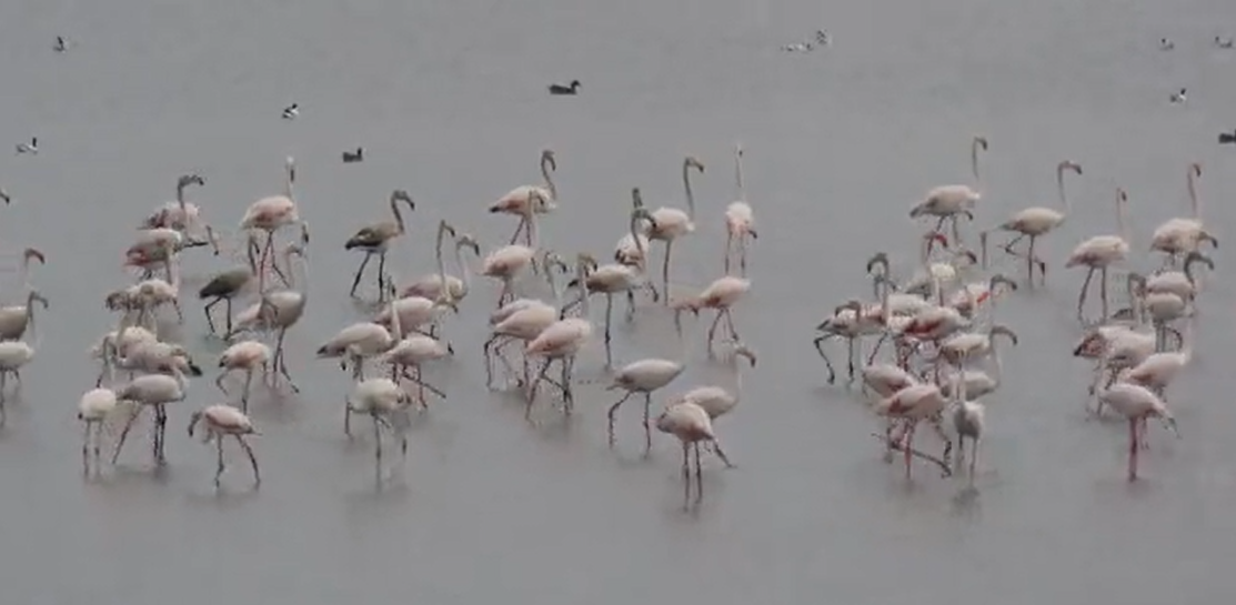 Video Flamingos