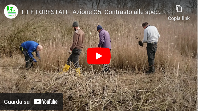  C5 action. Reduction of plant invasive species occurrence (Video)