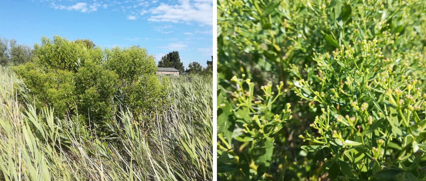 Baccharis halimifolia