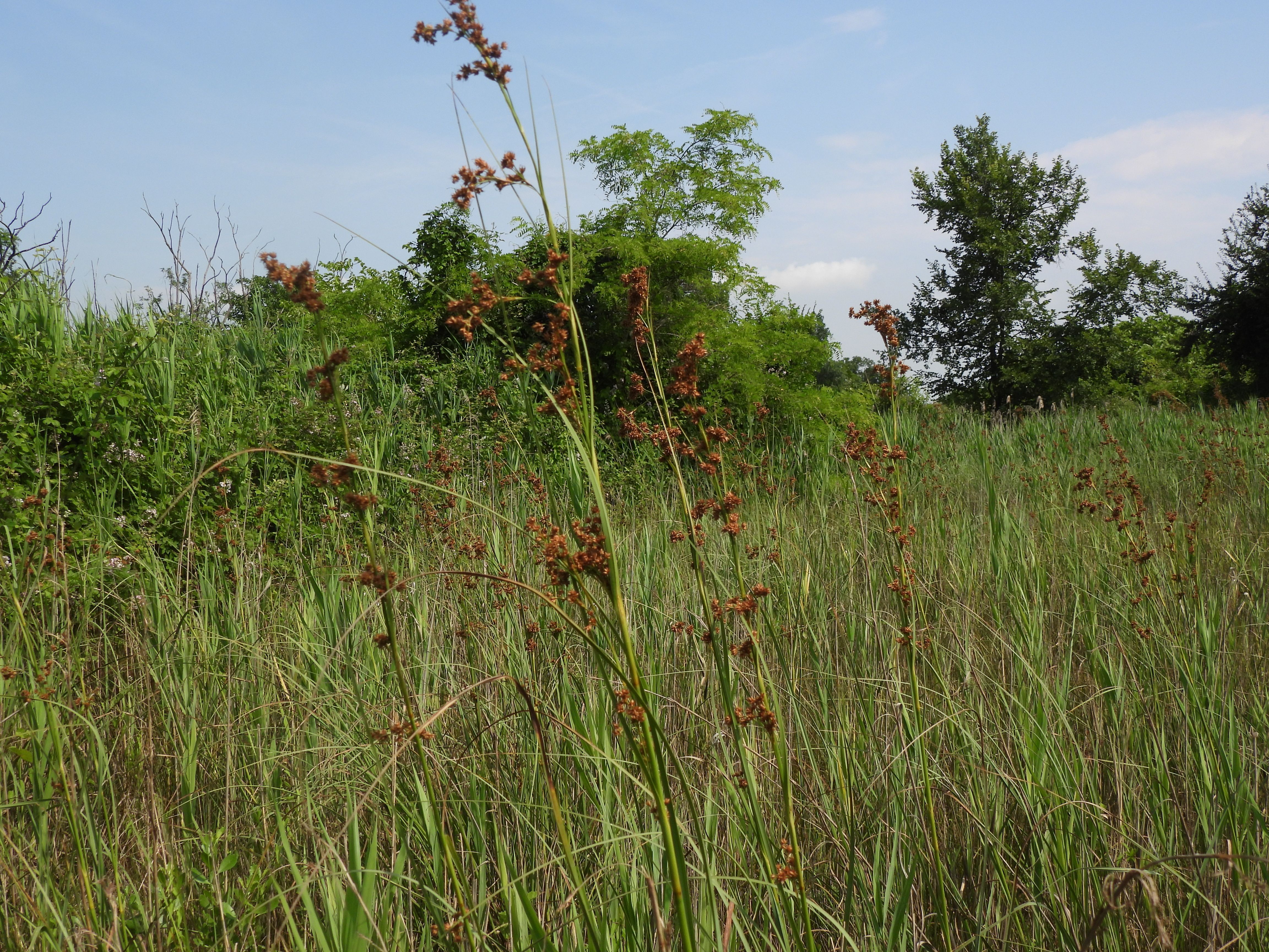 Cladium mariscus