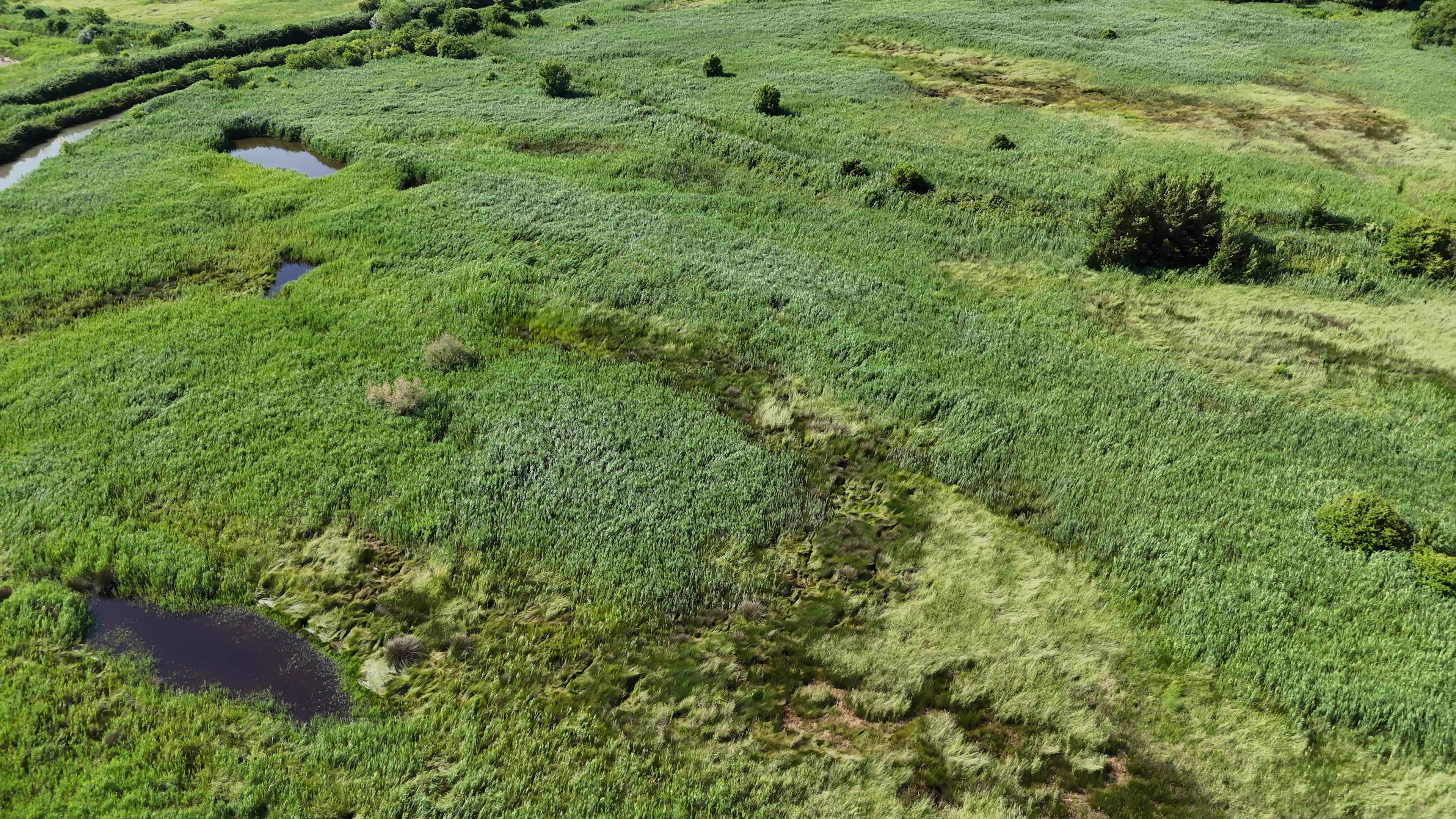 Monitoraggio da drone sterne sulle zattere artificiali