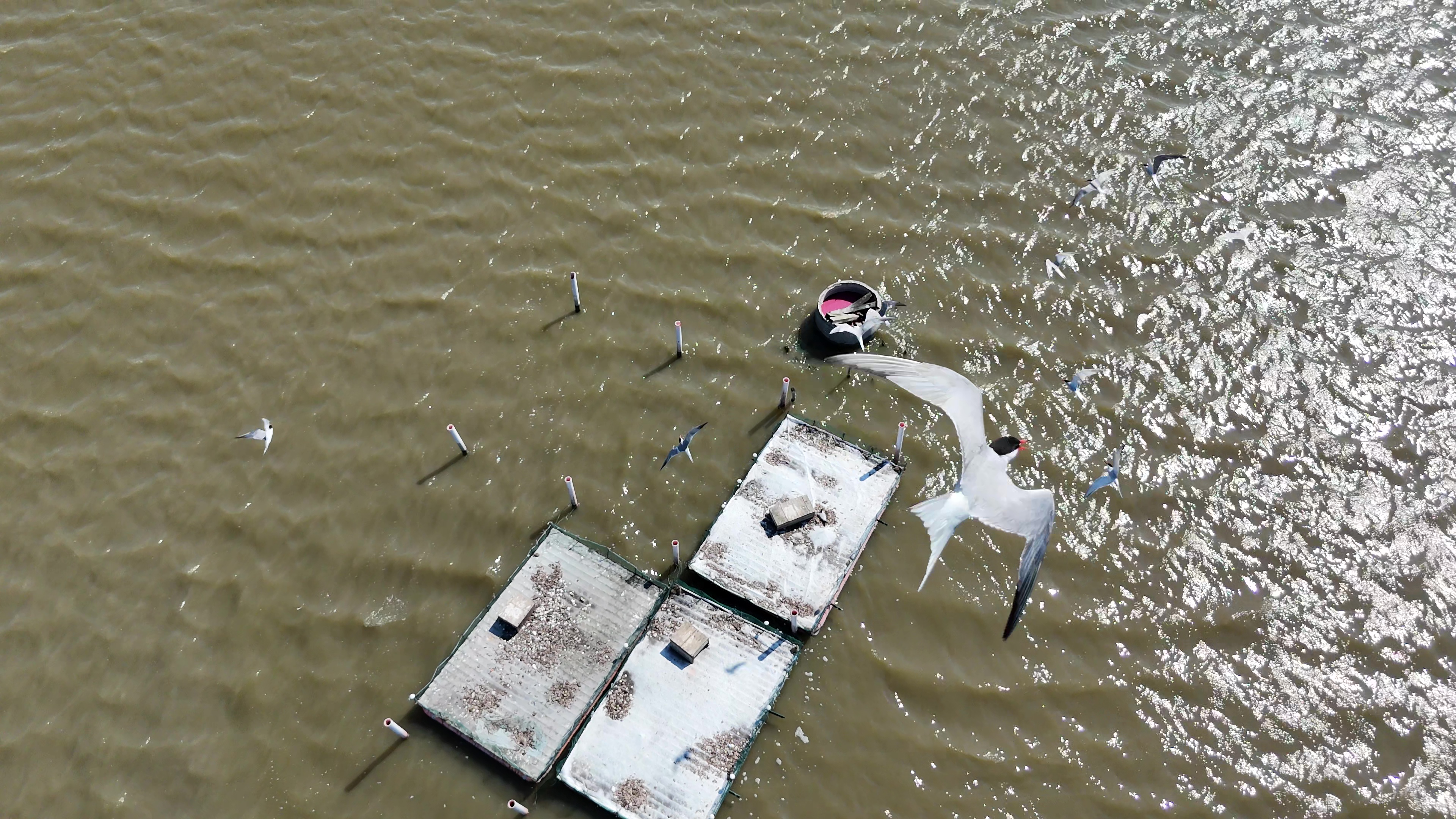 Monitoraggio da drone sterne sulle zattere artificiali