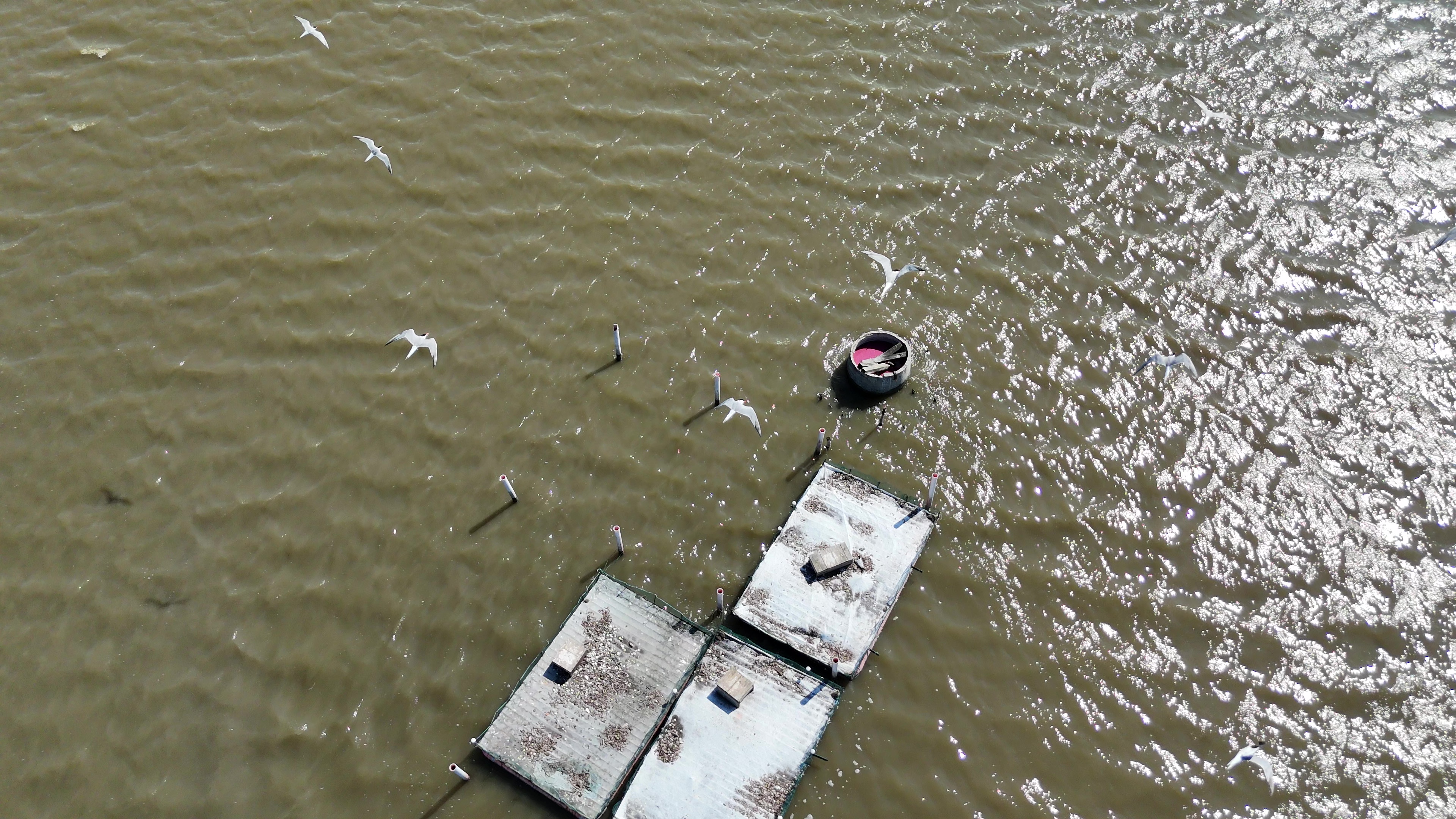 Monitoraggio da drone sterne sulle zattere artificiali