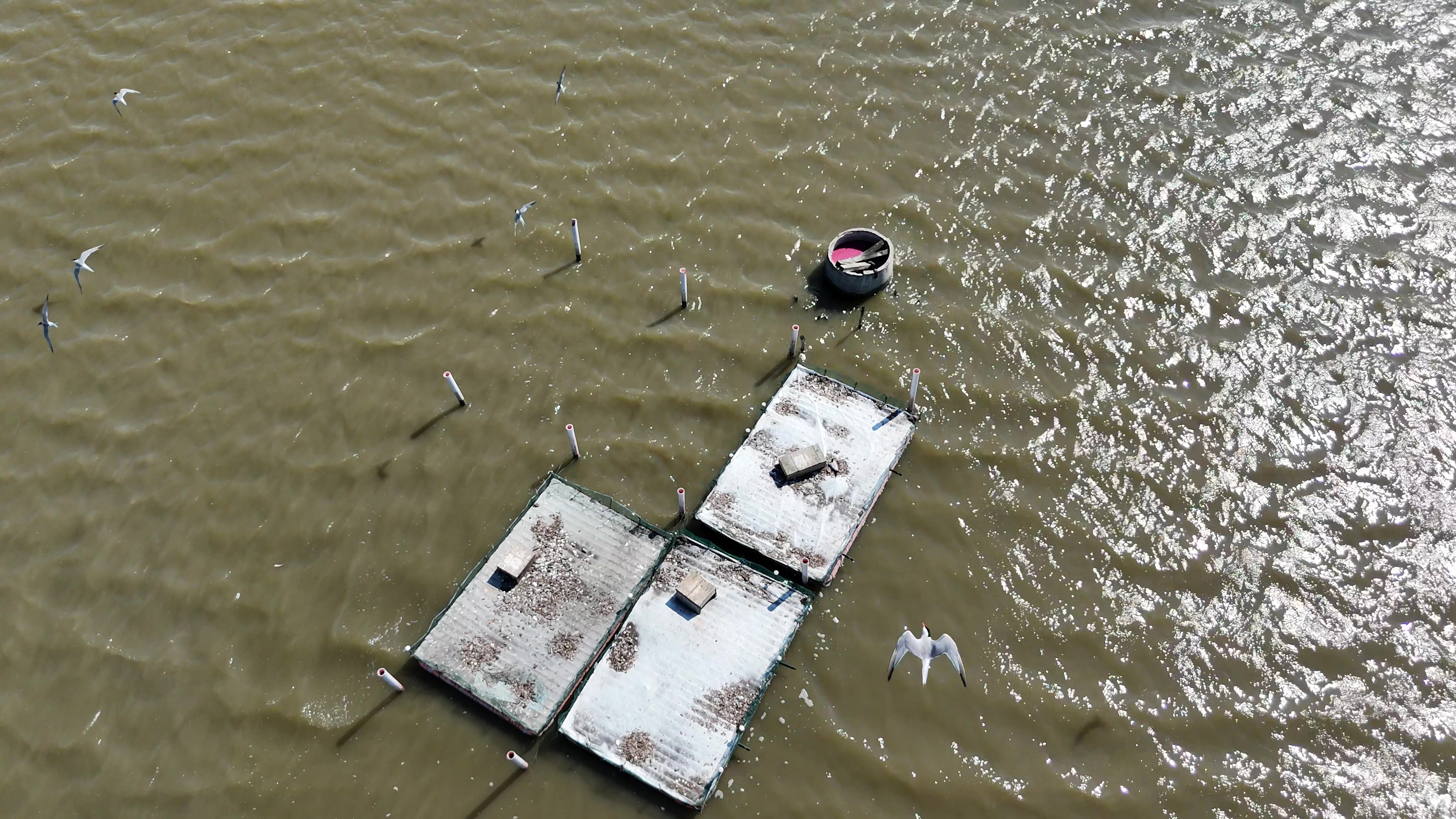 Monitoraggio da drone sterne sulle zattere artificiali