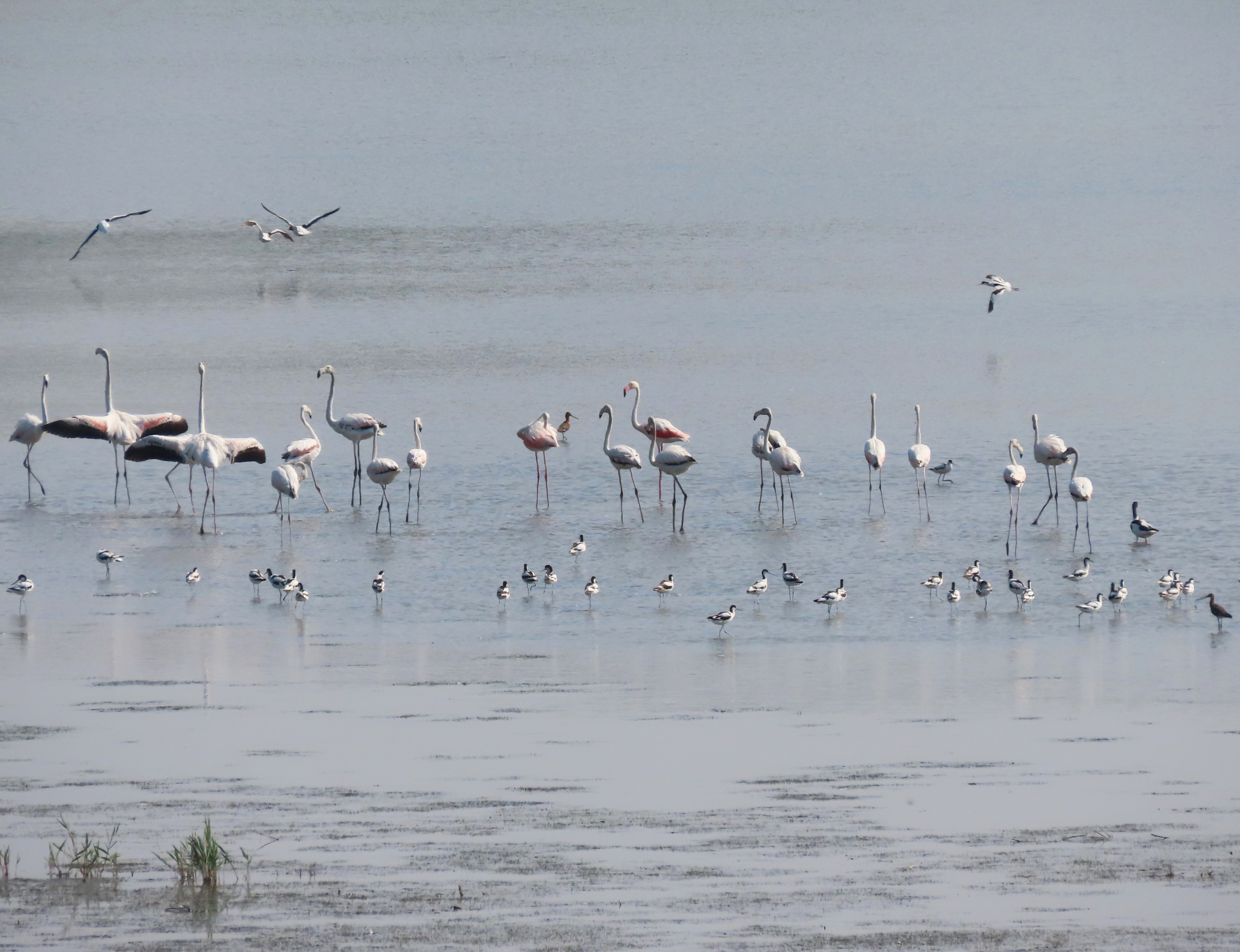 Fenicotteri avocette volpoche