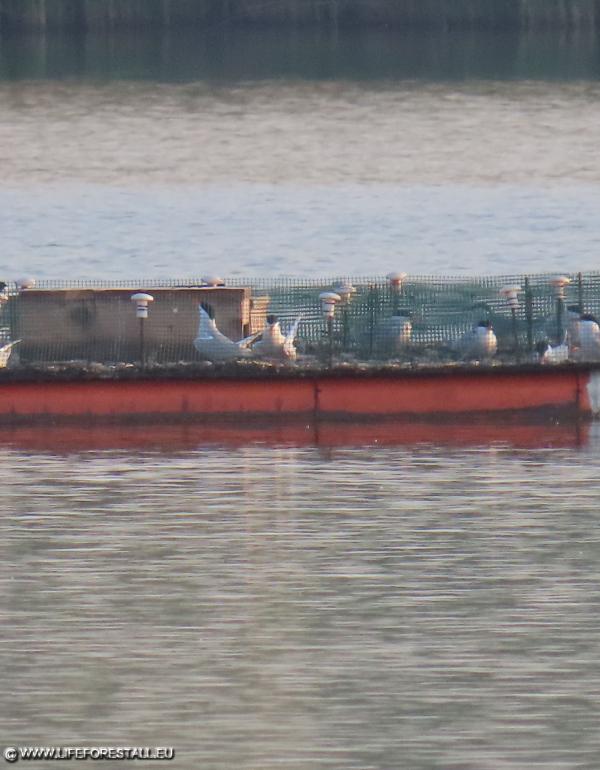 Common terns on rafts